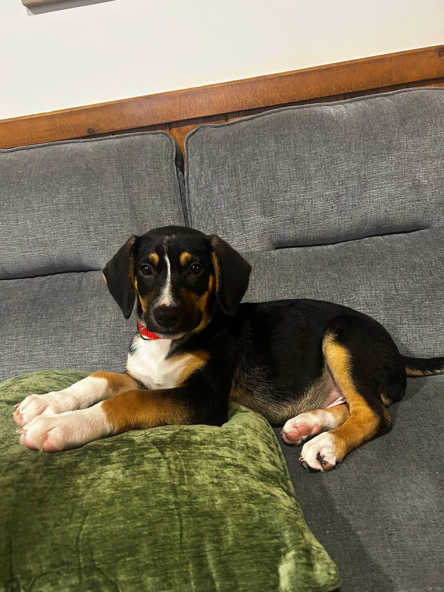 Biscuit, a ADOPTABLE mixed breed in Marlton, NJ image 2/5