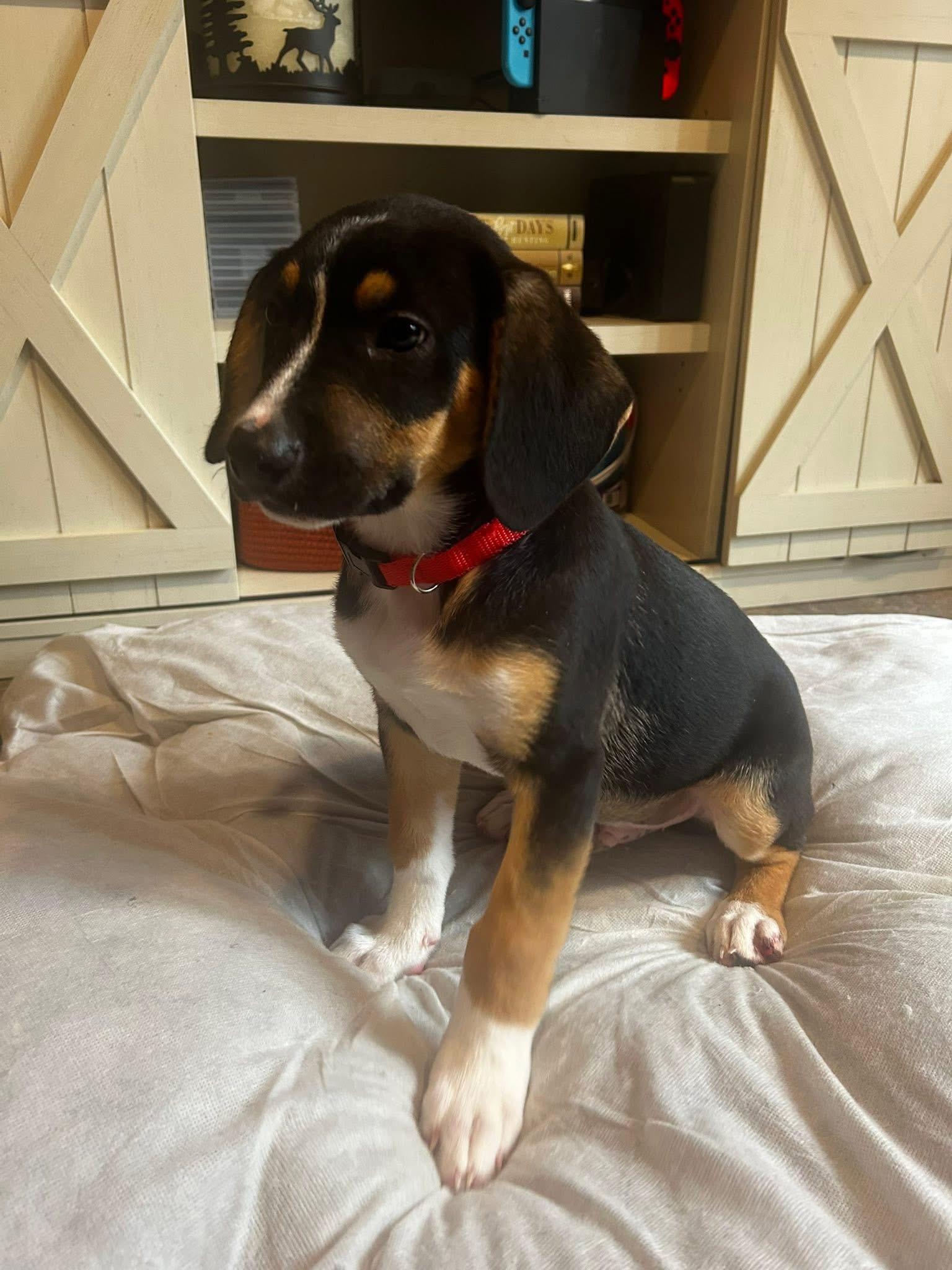 Biscuit, a ADOPTABLE mixed breed in Marlton, NJ image 5/5