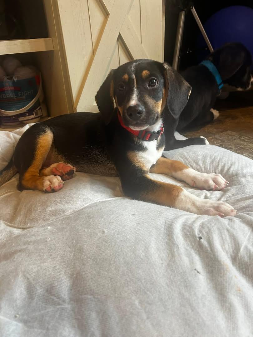 Biscuit, a ADOPTABLE mixed breed in Marlton, NJ image 1/5