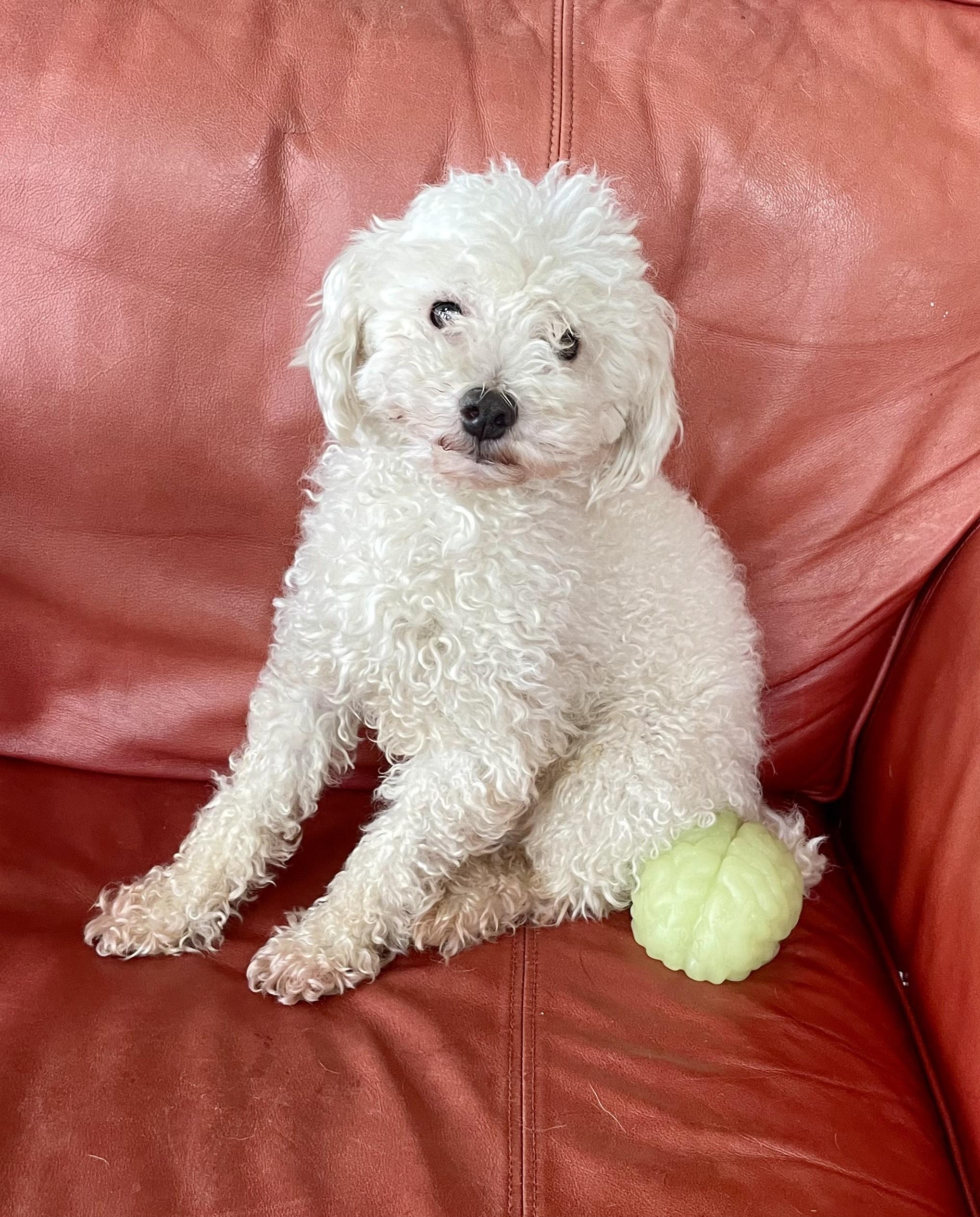 Cove, an adopted mixed breed in MORAVIAN FALLS, NC image 3/5
