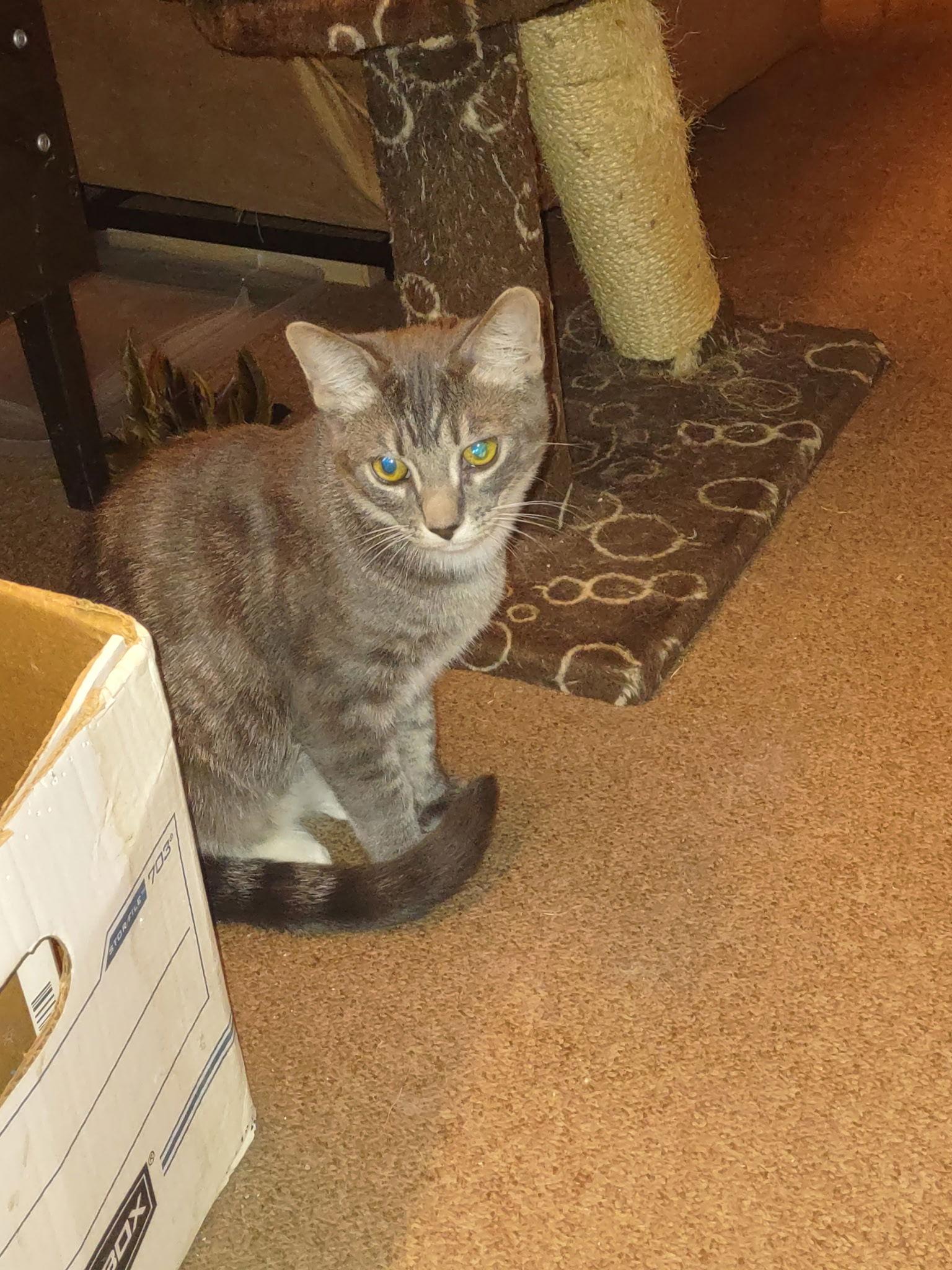 Twirp, Adopted, Young Male Domestic Short Hair.