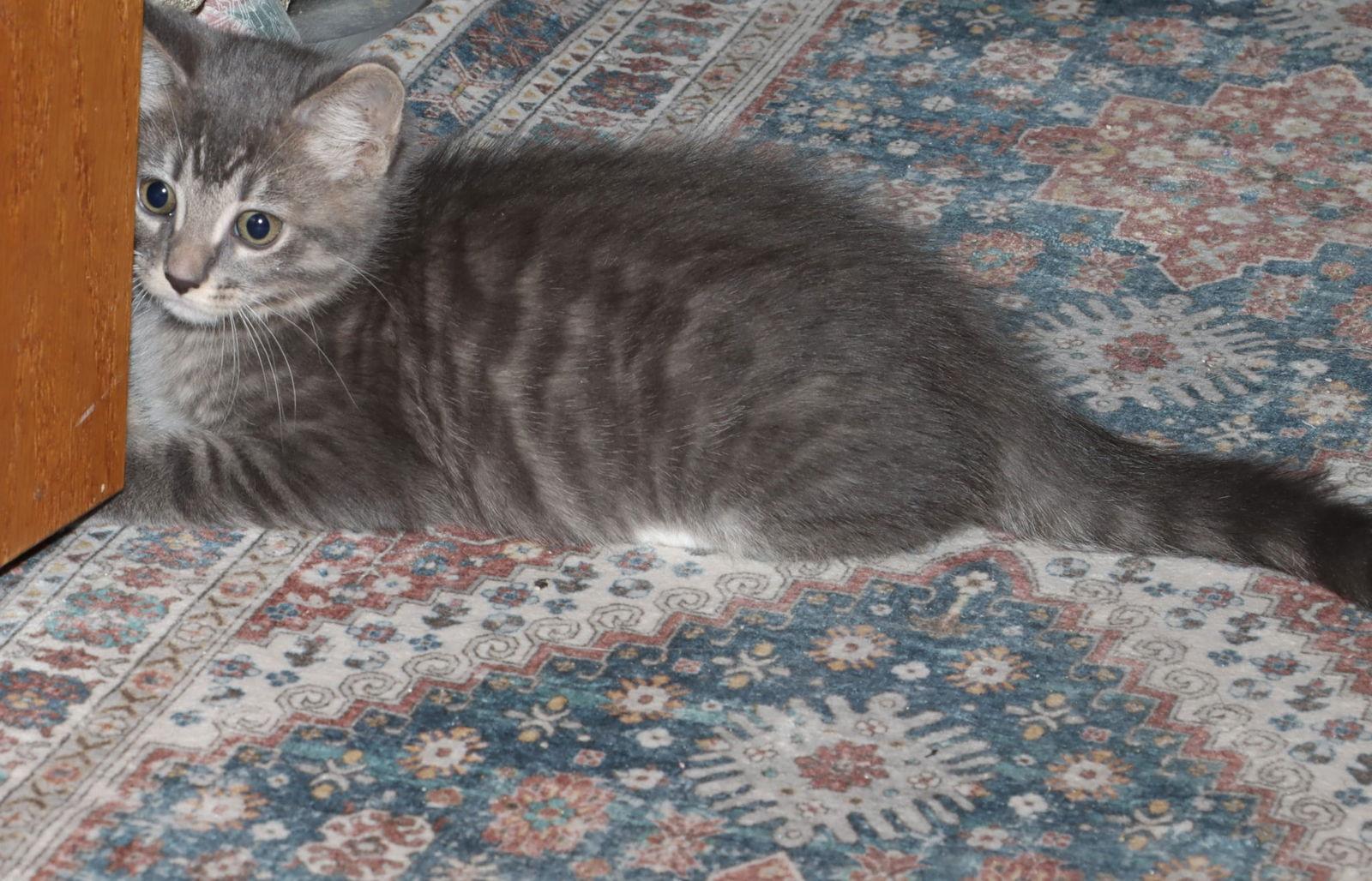 Enlarge Twirp, a Adopted Domestic Short Hair in Forest Lake, MN image 2/3