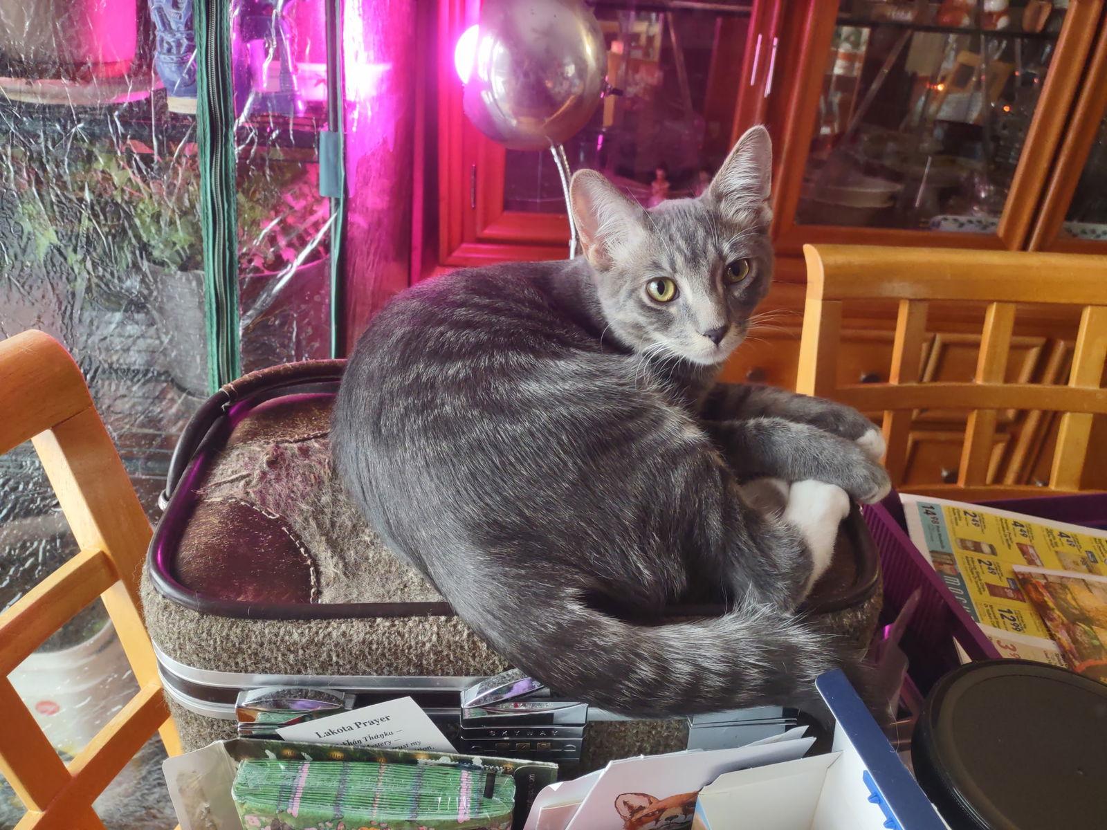 Enlarge Twirp, a Adopted Domestic Short Hair in Forest Lake, MN image 3/3