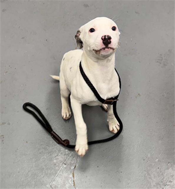 SPRINKLES, Adoptable, Puppy Female Pit Bull Terrier.