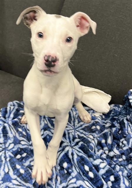 SPRINKLES, Adoptable, Puppy Female Pit Bull Terrier.