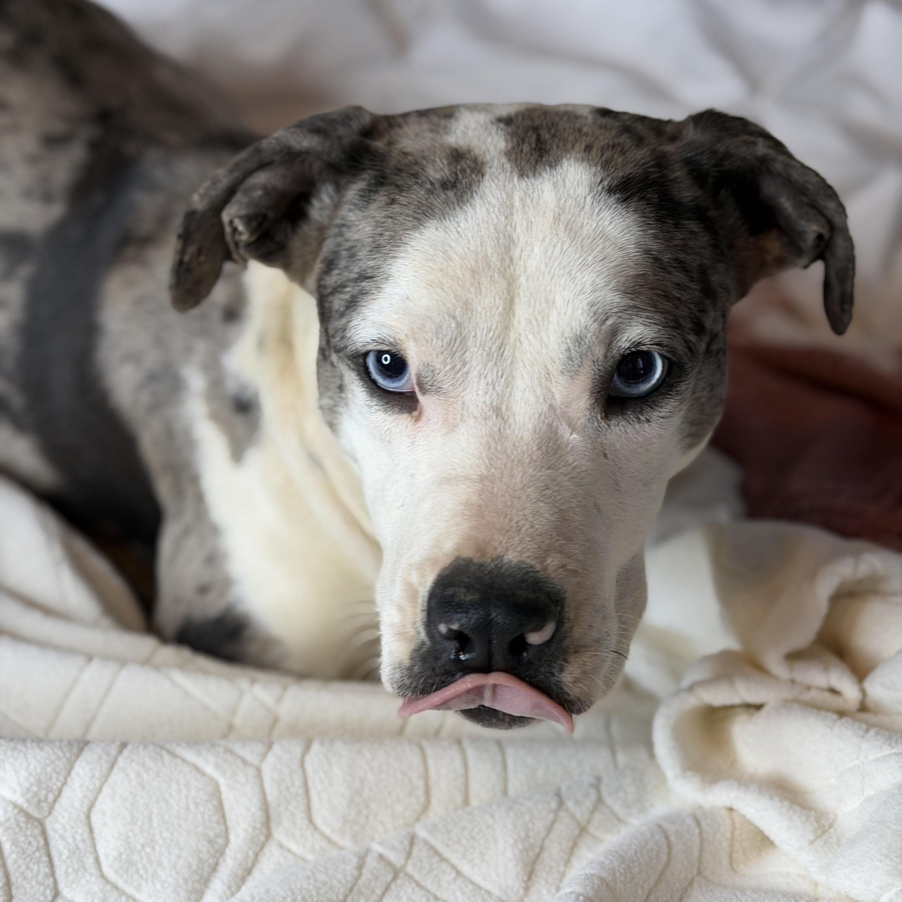 Foxy blue eyes, Adoptable, Young Female Pit Bull Terrier & Catahoula Leopard Dog.
