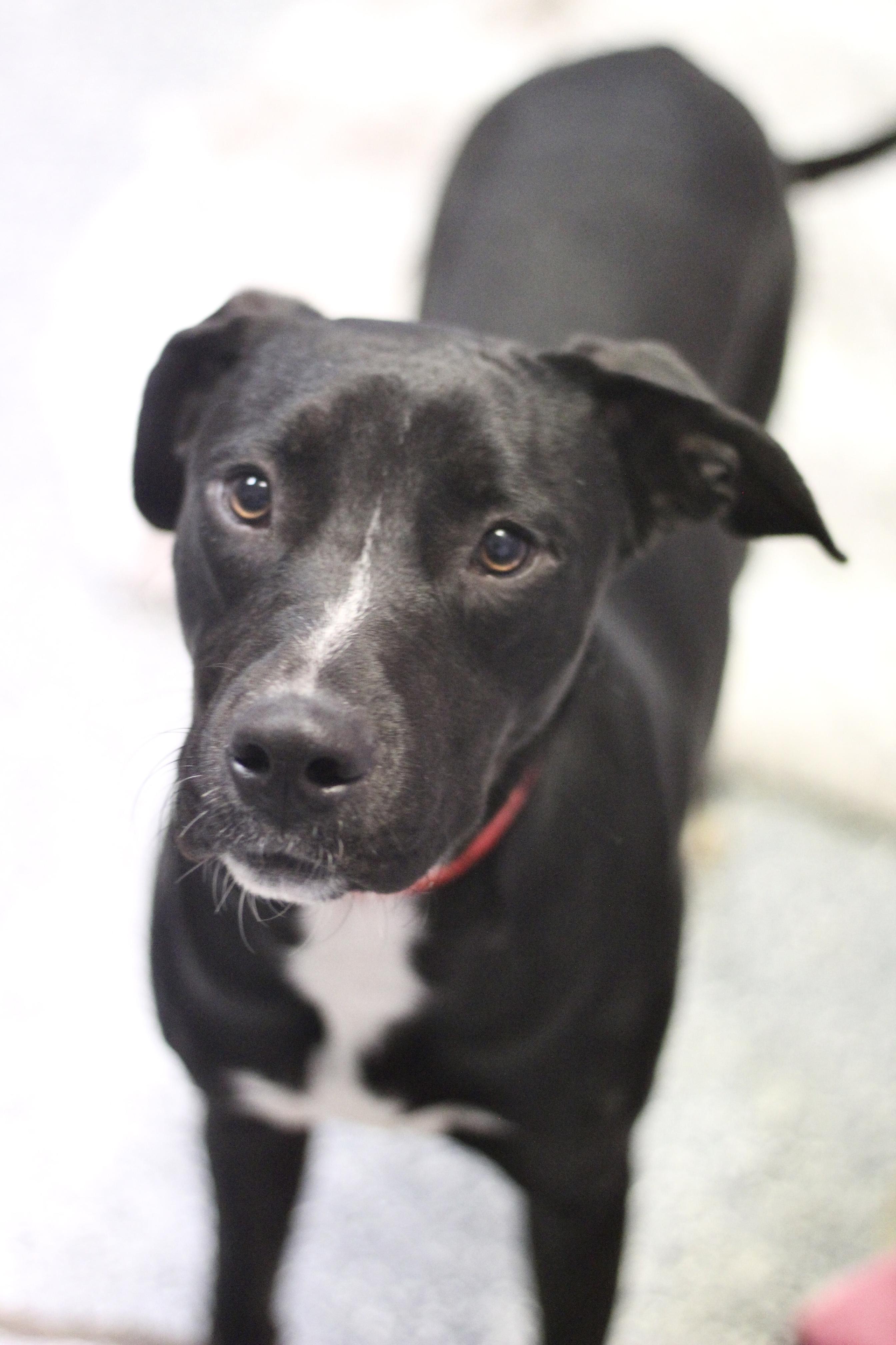 Snoop in NH! Come Meet our Adoptable Dogs Wednesday-Saturday. More info in Bio!, a Adoptable mixed breed in Manchester, NH image 2/2