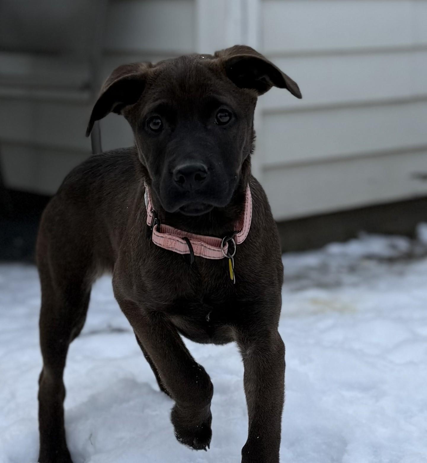 Alana, a Adoptable mixed breed in Albany, NY image 5/6