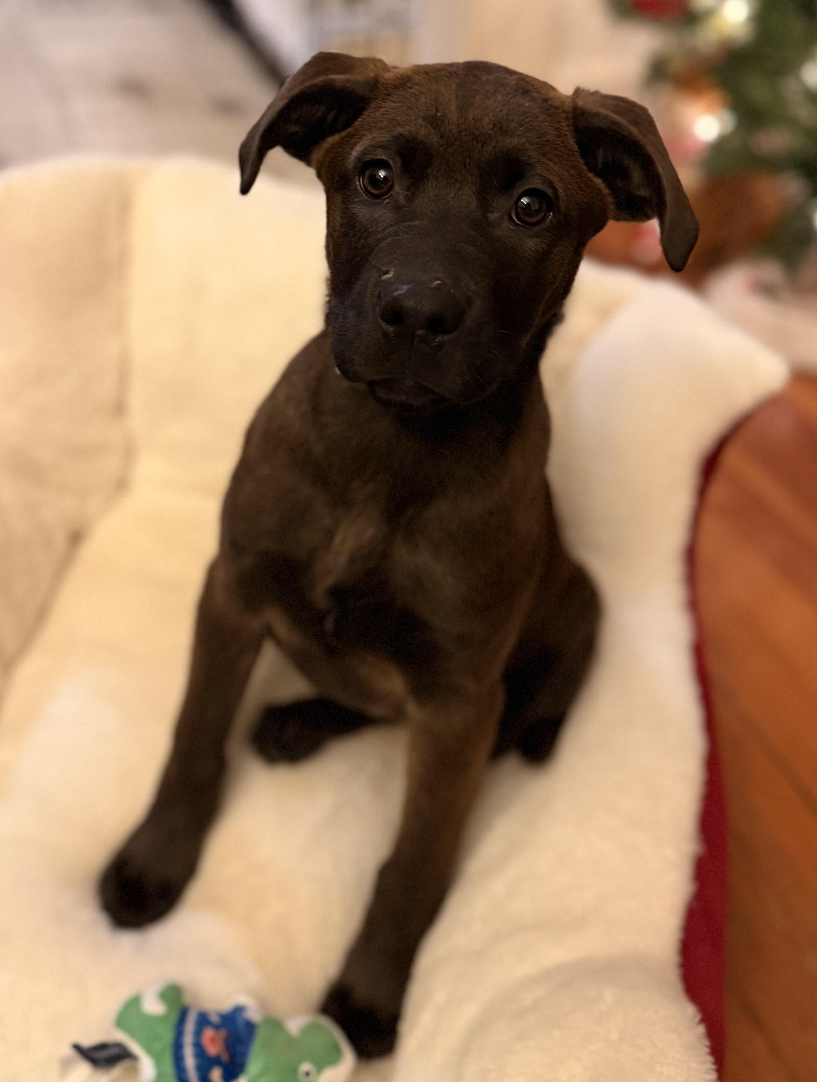 Alana, a Adoptable mixed breed in Albany, NY image 3/6