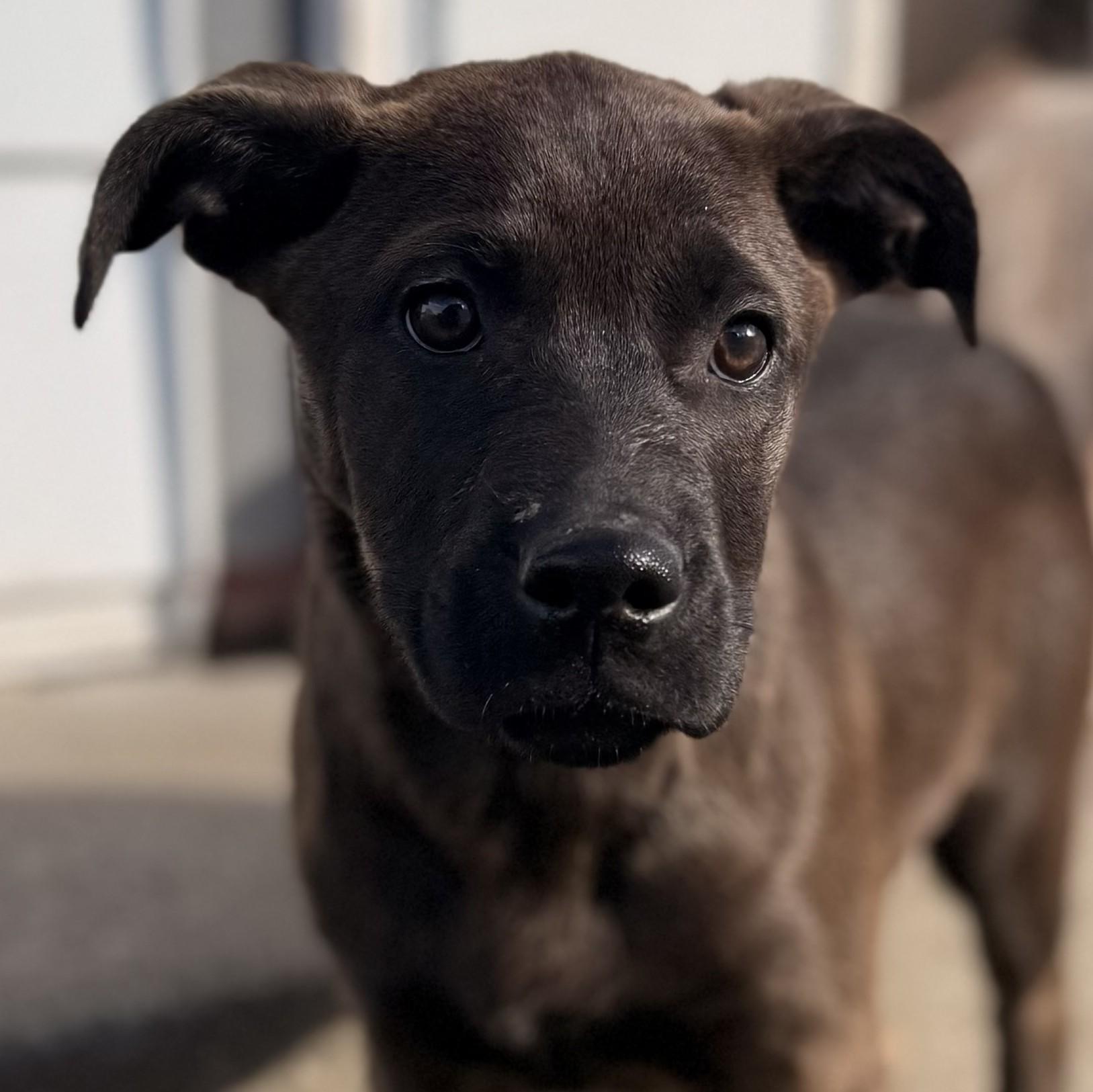 Alana, Adoptable, Puppy Female Labrador Retriever.