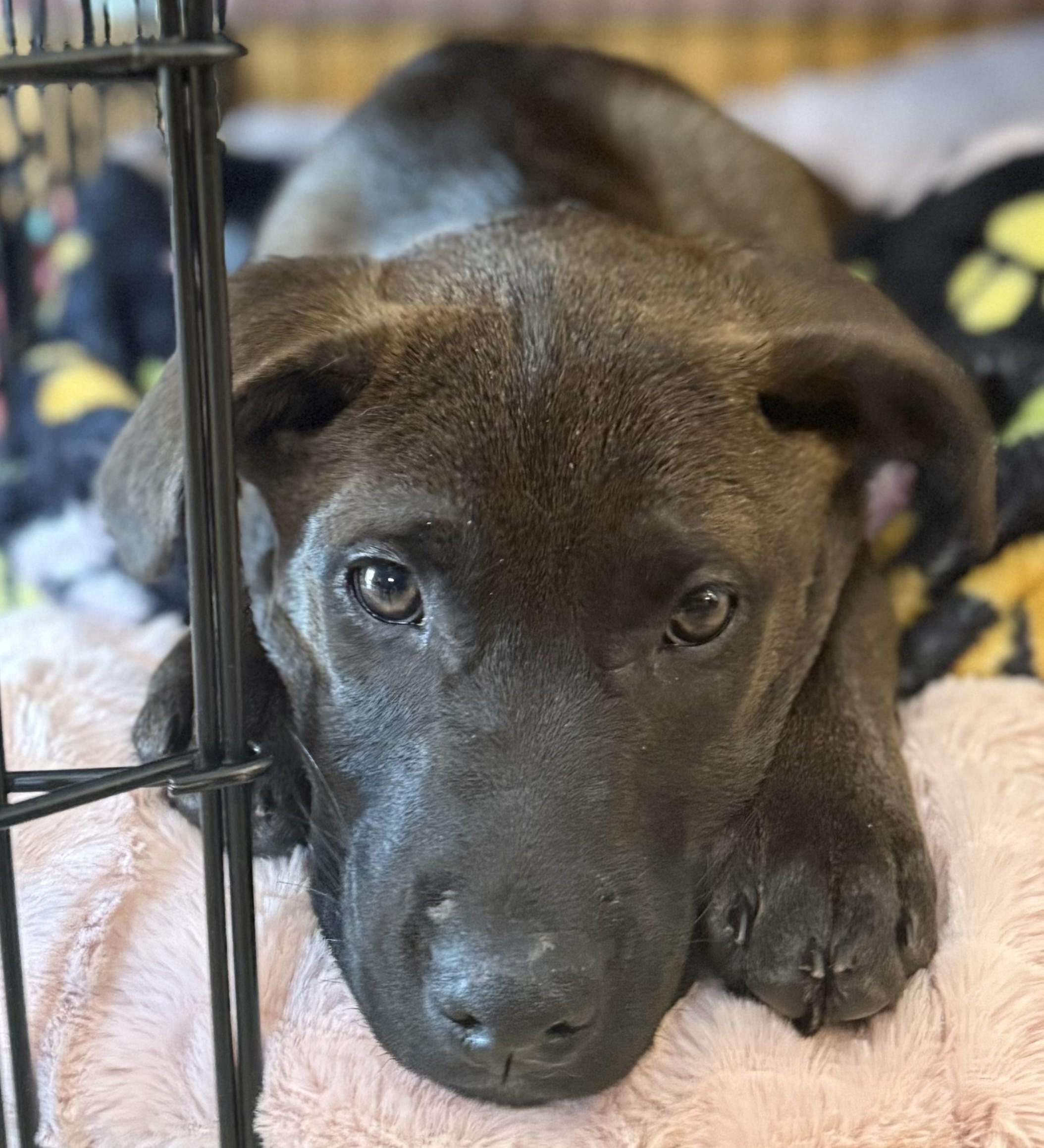 Alana, a Adoptable mixed breed in Albany, NY image 2/6