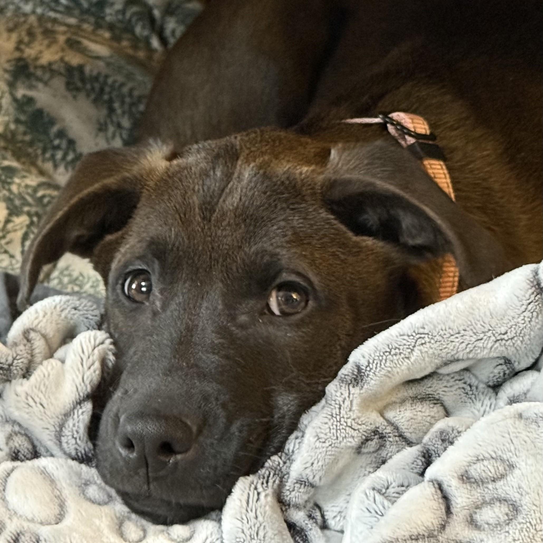 Alana, a Adoptable mixed breed in Albany, NY image 6/6