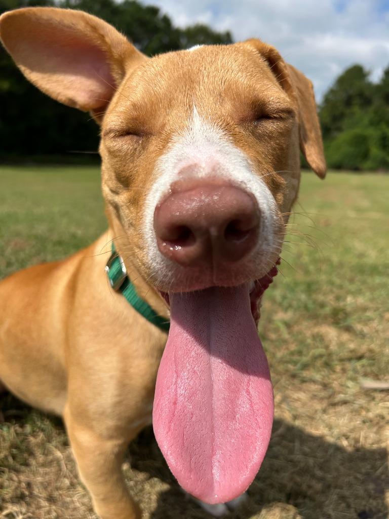 Enlarge Petey, a Adoptable mixed breed in Raleigh, NC image 1/6