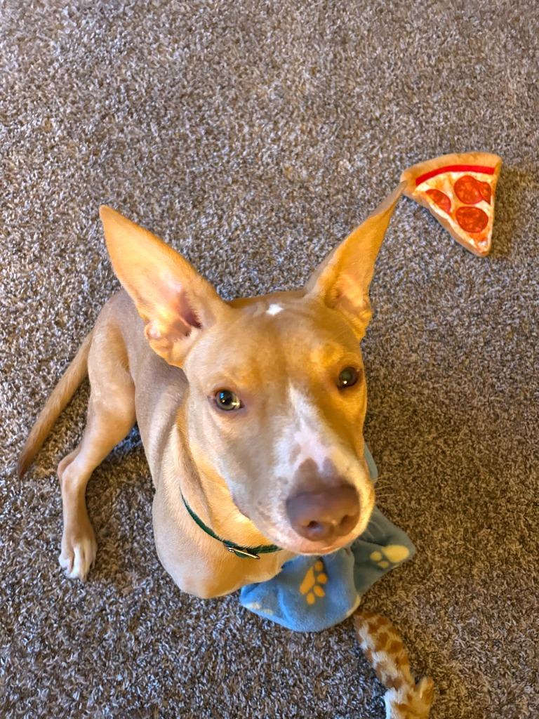 Enlarge Petey, a Adoptable mixed breed in Raleigh, NC image 2/6