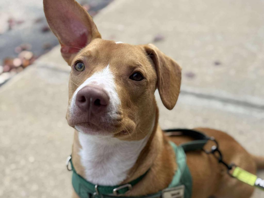 Enlarge Petey, a Adoptable mixed breed in Raleigh, NC image 3/6