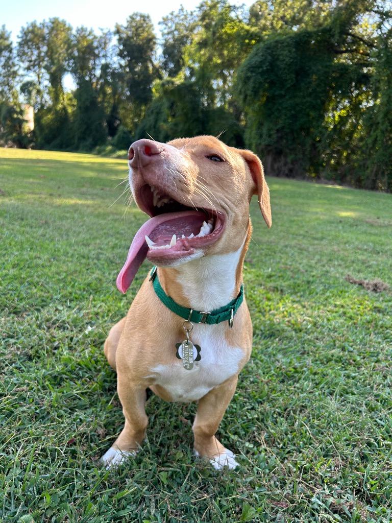 Enlarge Petey, a Adoptable mixed breed in Raleigh, NC image 4/6