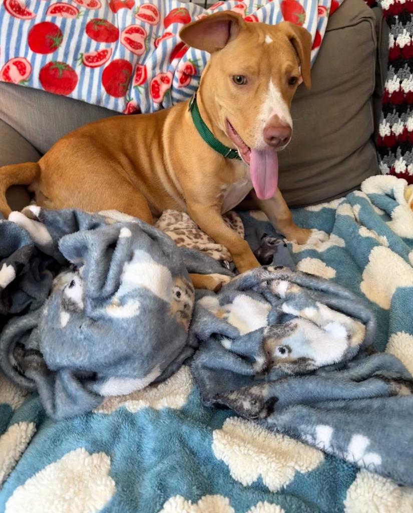 Enlarge Petey, a Adoptable mixed breed in Raleigh, NC image 5/6