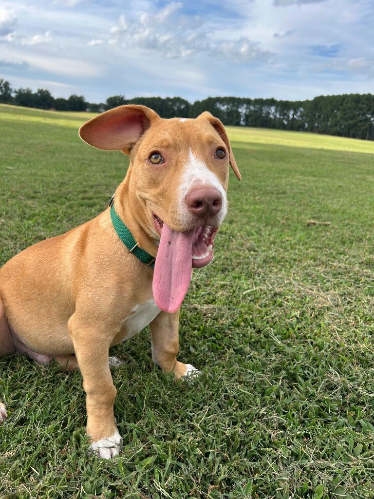 Enlarge Petey, a Adoptable mixed breed in Raleigh, NC image 6/6