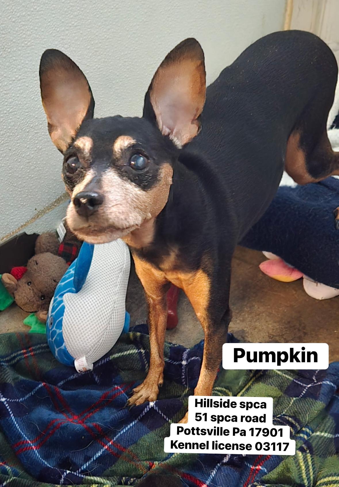 Pumpkin, adopted, Senior Female Miniature Pinscher.