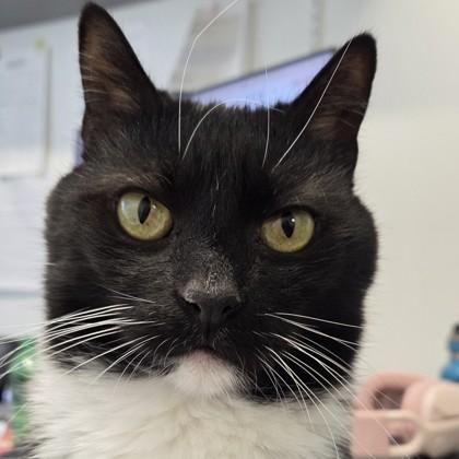 Bella, Adoptable, Adult Female Domestic Short Hair & Domestic Short Hair.