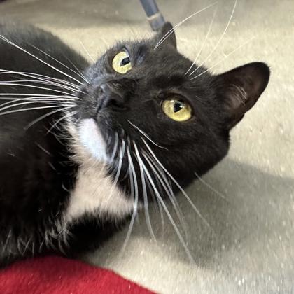 Bella, Adoptable, Adult Female Domestic Short Hair & Domestic Short Hair.