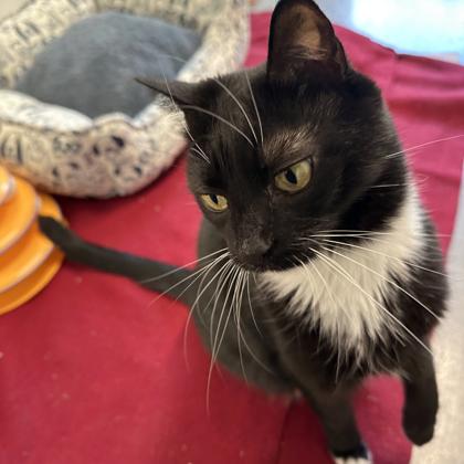 Enlarge Bella, a Adoptable mixed breed in Voorhees, NJ image 3/3