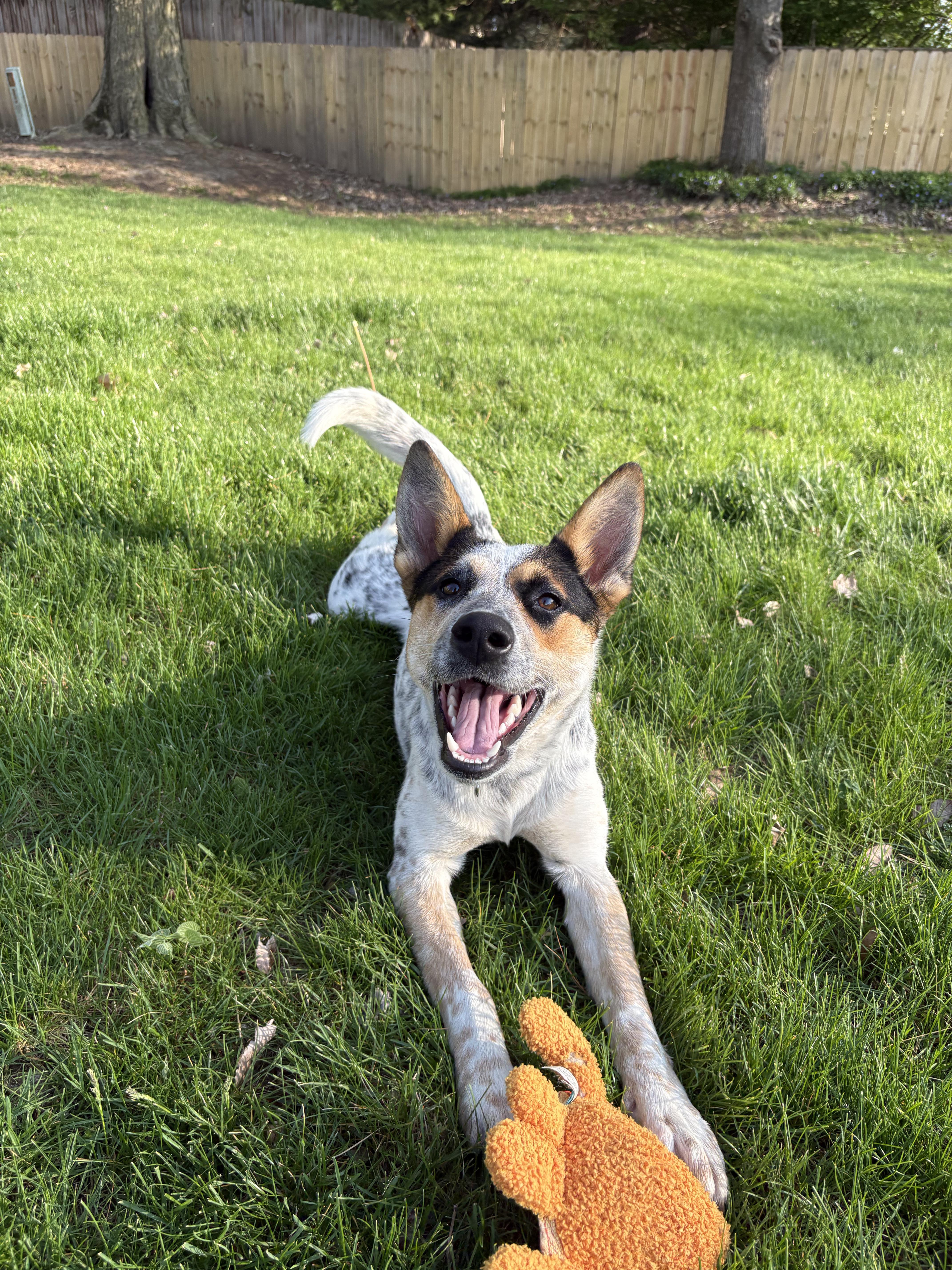 Enlarge Rue, a ADOPTABLE Australian Cattle Dog / Blue Heeler in Plainfield, IN image 3/4