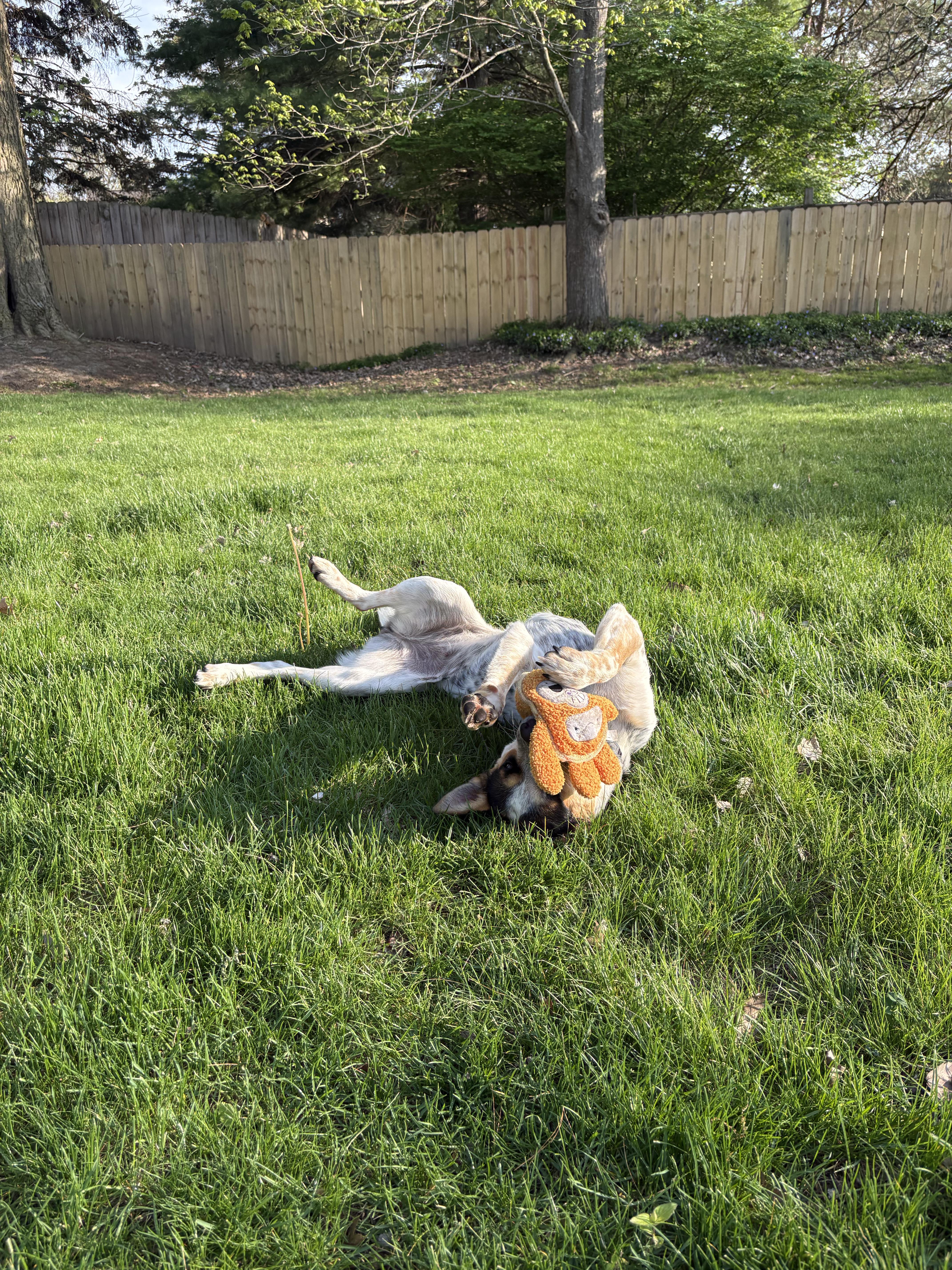 Enlarge Rue, a ADOPTABLE Australian Cattle Dog / Blue Heeler in Plainfield, IN image 4/4