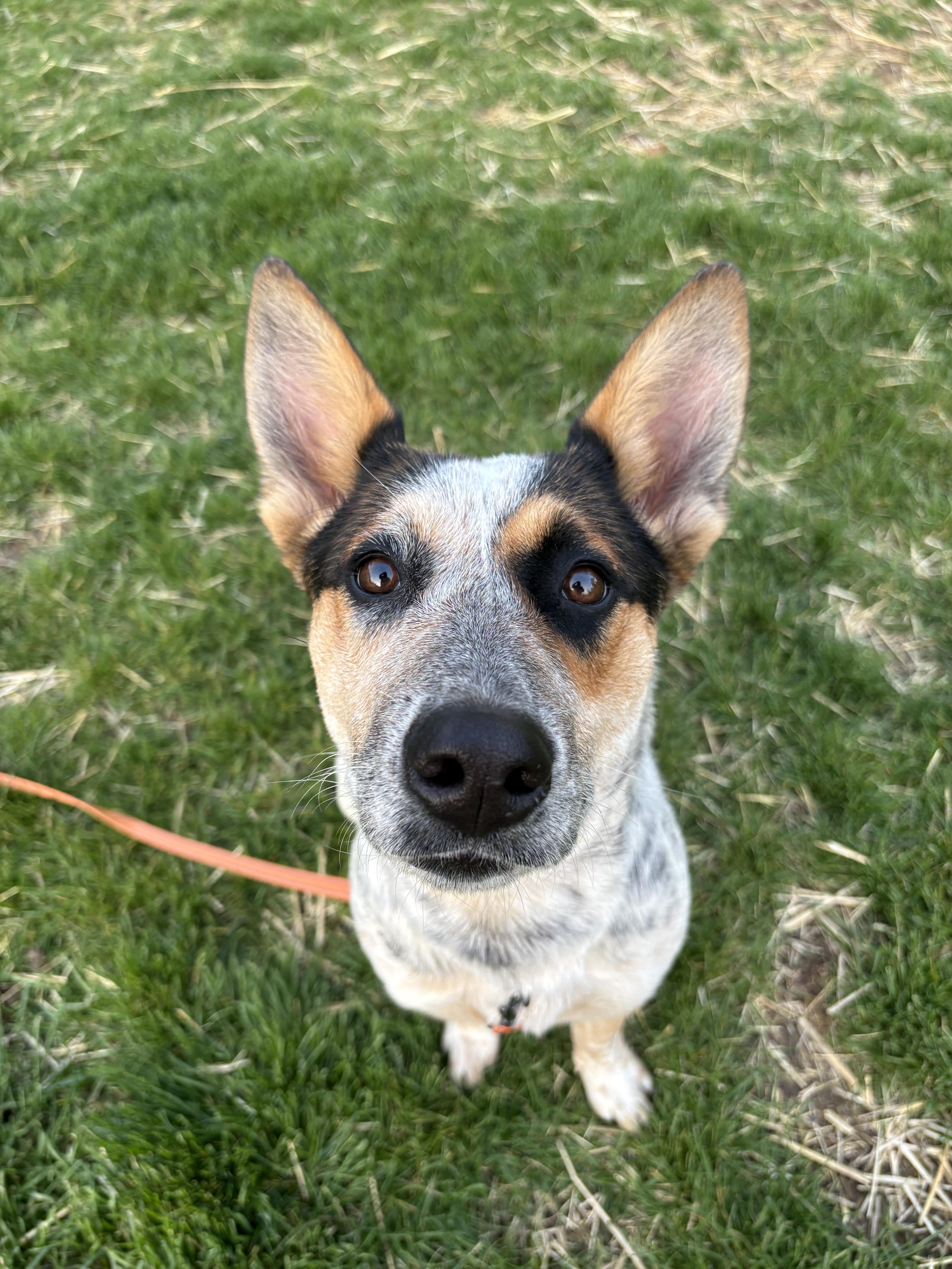 Enlarge Rue, a ADOPTABLE Australian Cattle Dog / Blue Heeler in Plainfield, IN image 1/4