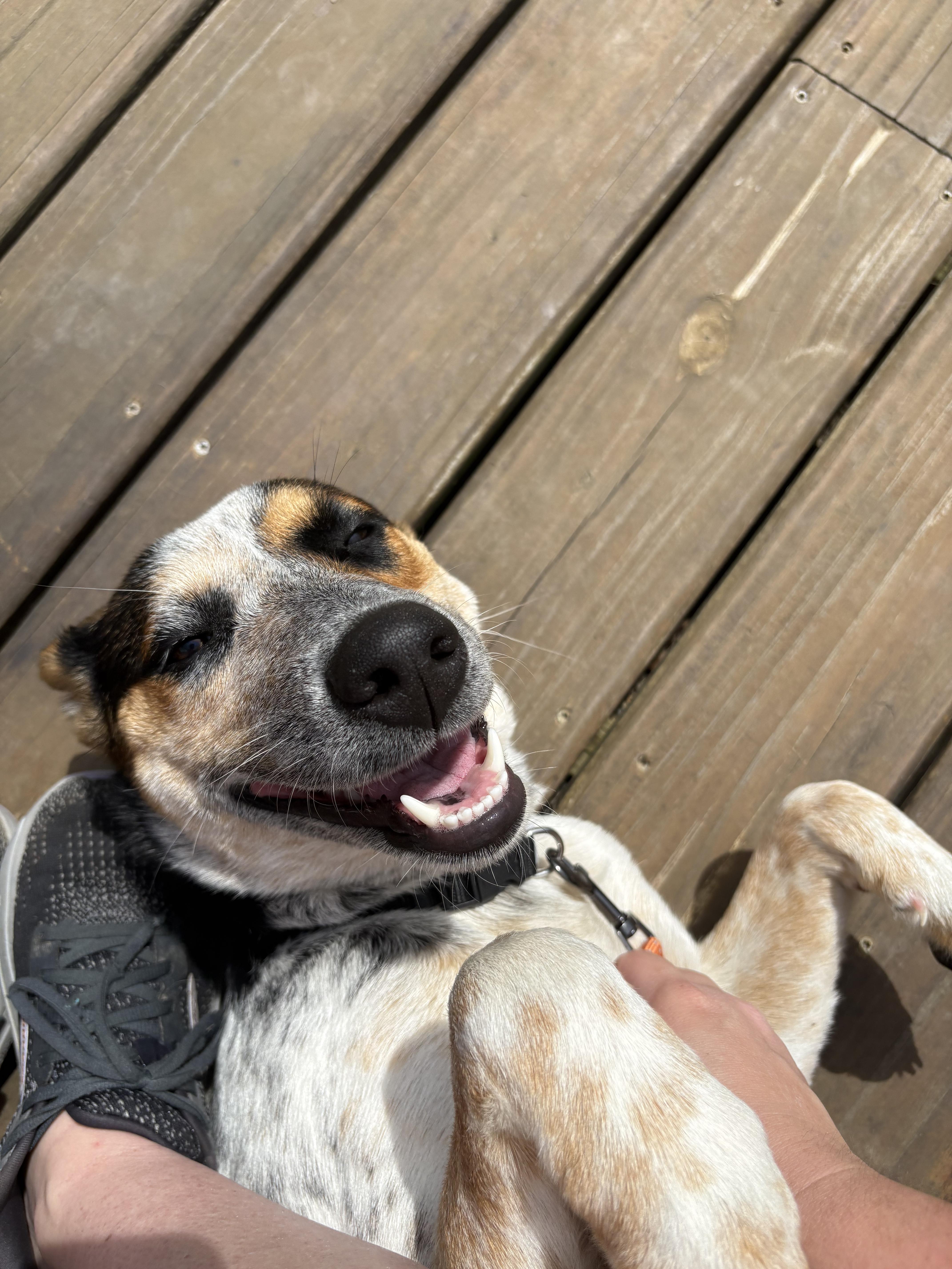 Enlarge Rue, a ADOPTABLE Australian Cattle Dog / Blue Heeler in Plainfield, IN image 2/4