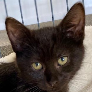 Fudge, Adoptable, Kitten Male Domestic Short Hair.