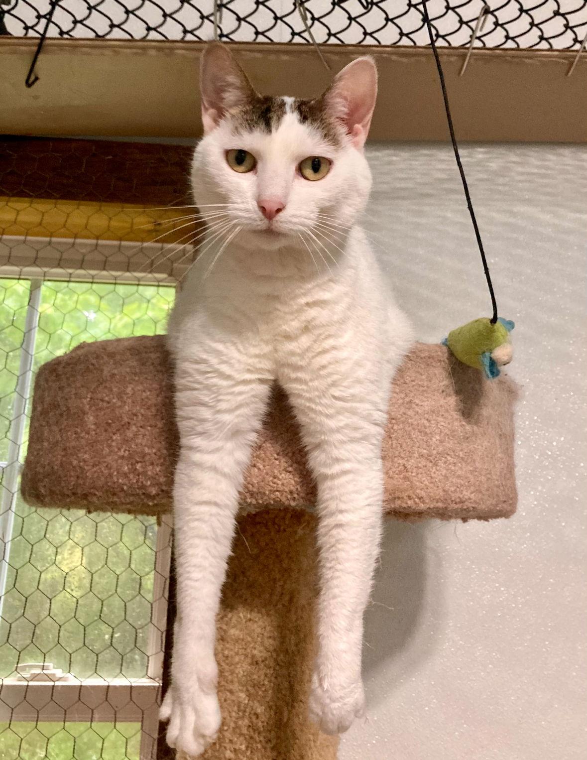 Althea, a Adoptable Domestic Short Hair in Spring Lake, NJ image 2/3