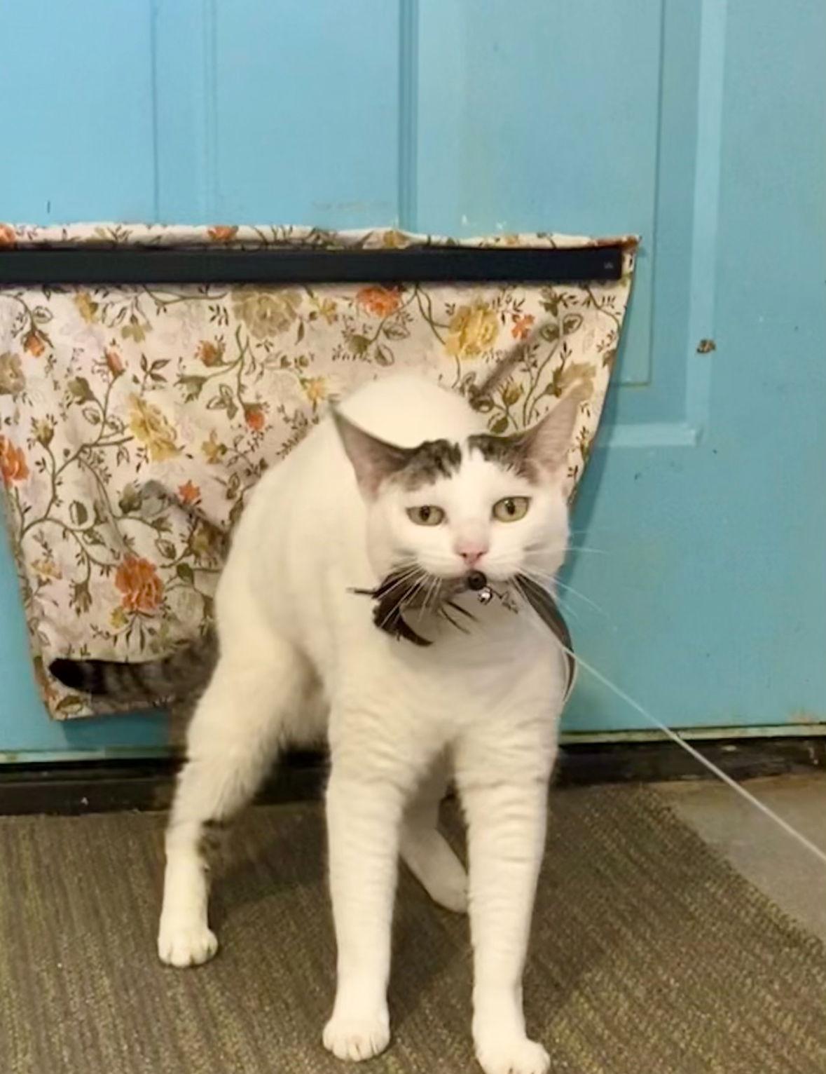 Althea, Adoptable, Adult Female Domestic Short Hair.