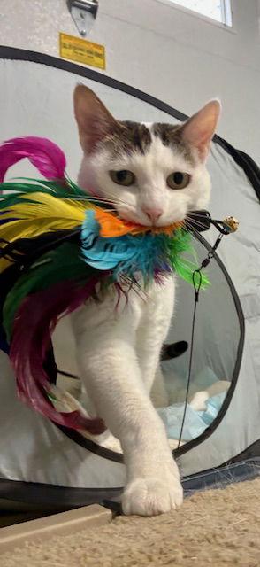 Enlarge Althea, a Adoptable Domestic Short Hair in Spring Lake, NJ image 2/3