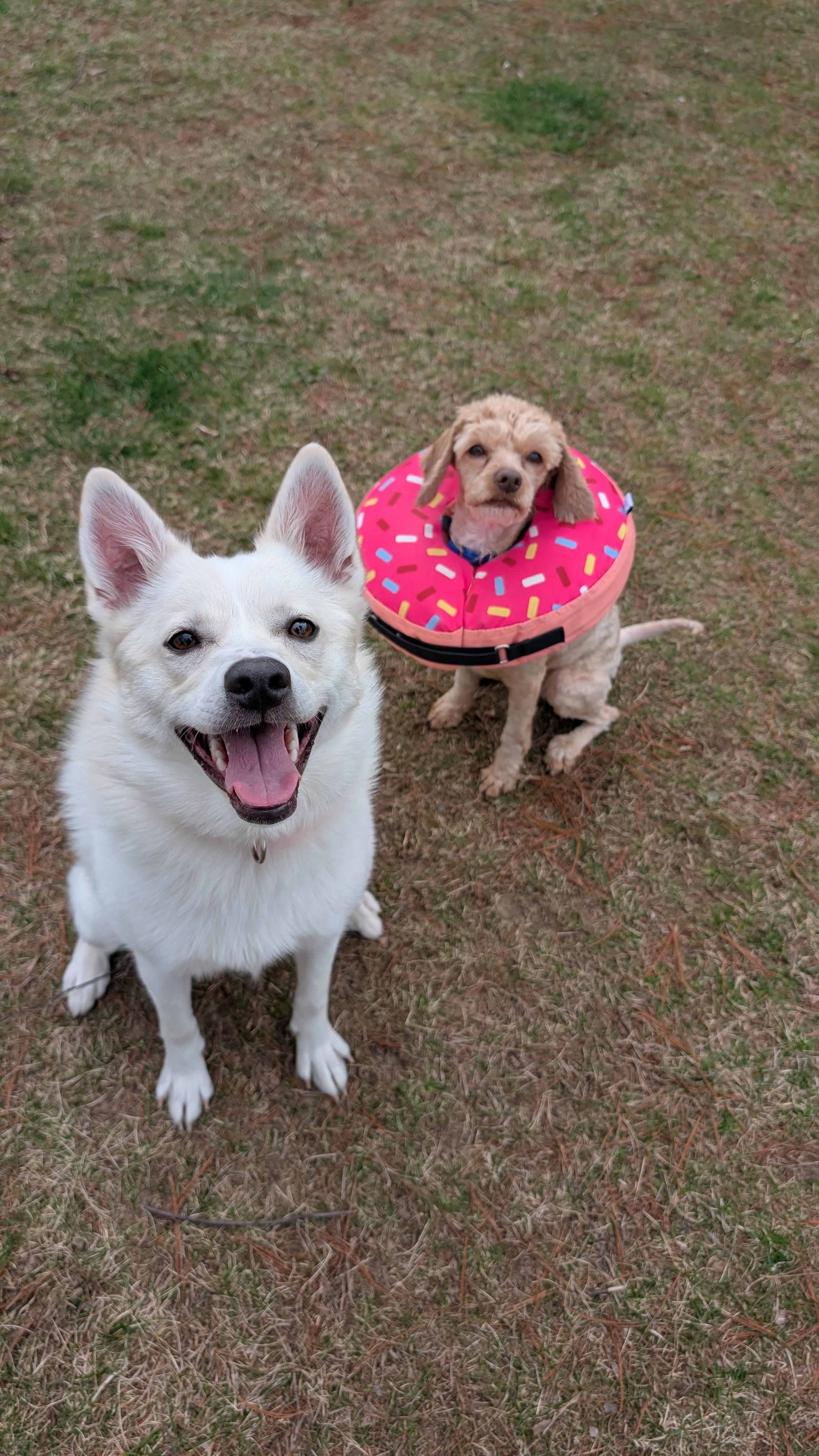 Enlarge Peanut , an adopted mixed breed in Sturgis, MI image 4/6