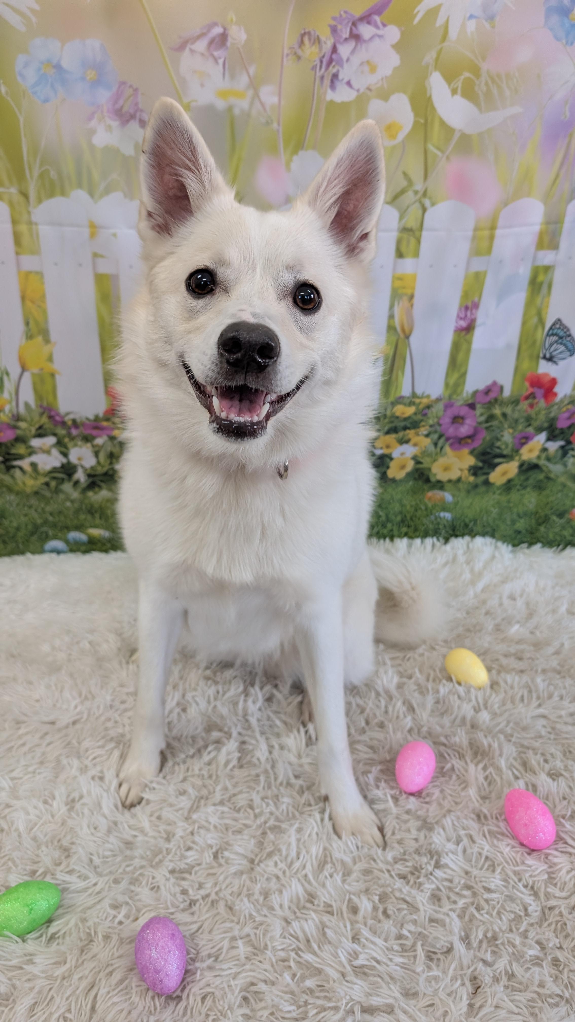 Enlarge Peanut , an adopted mixed breed in Sturgis, MI image 6/6
