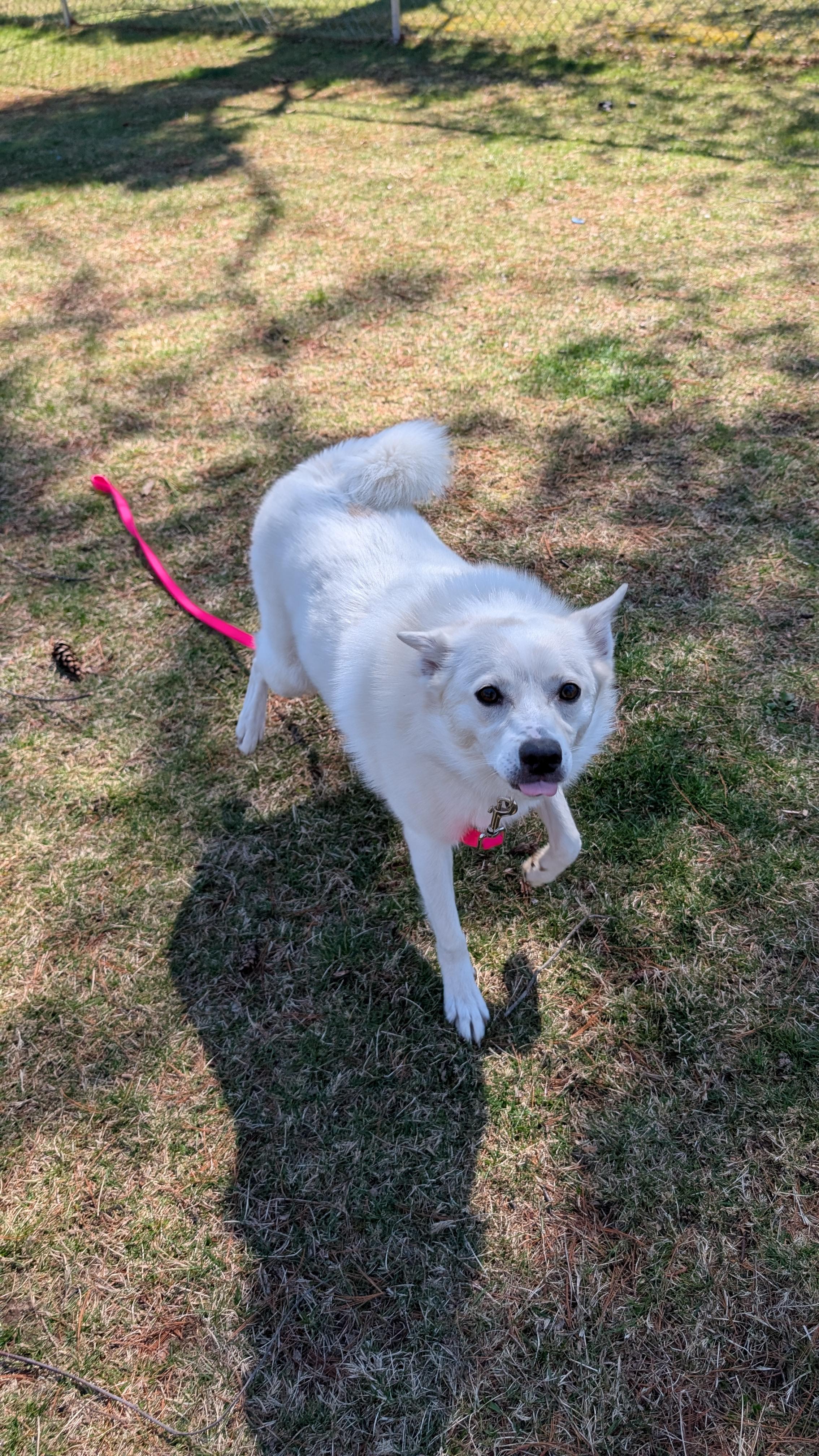 Enlarge Peanut , an adopted mixed breed in Sturgis, MI image 3/6