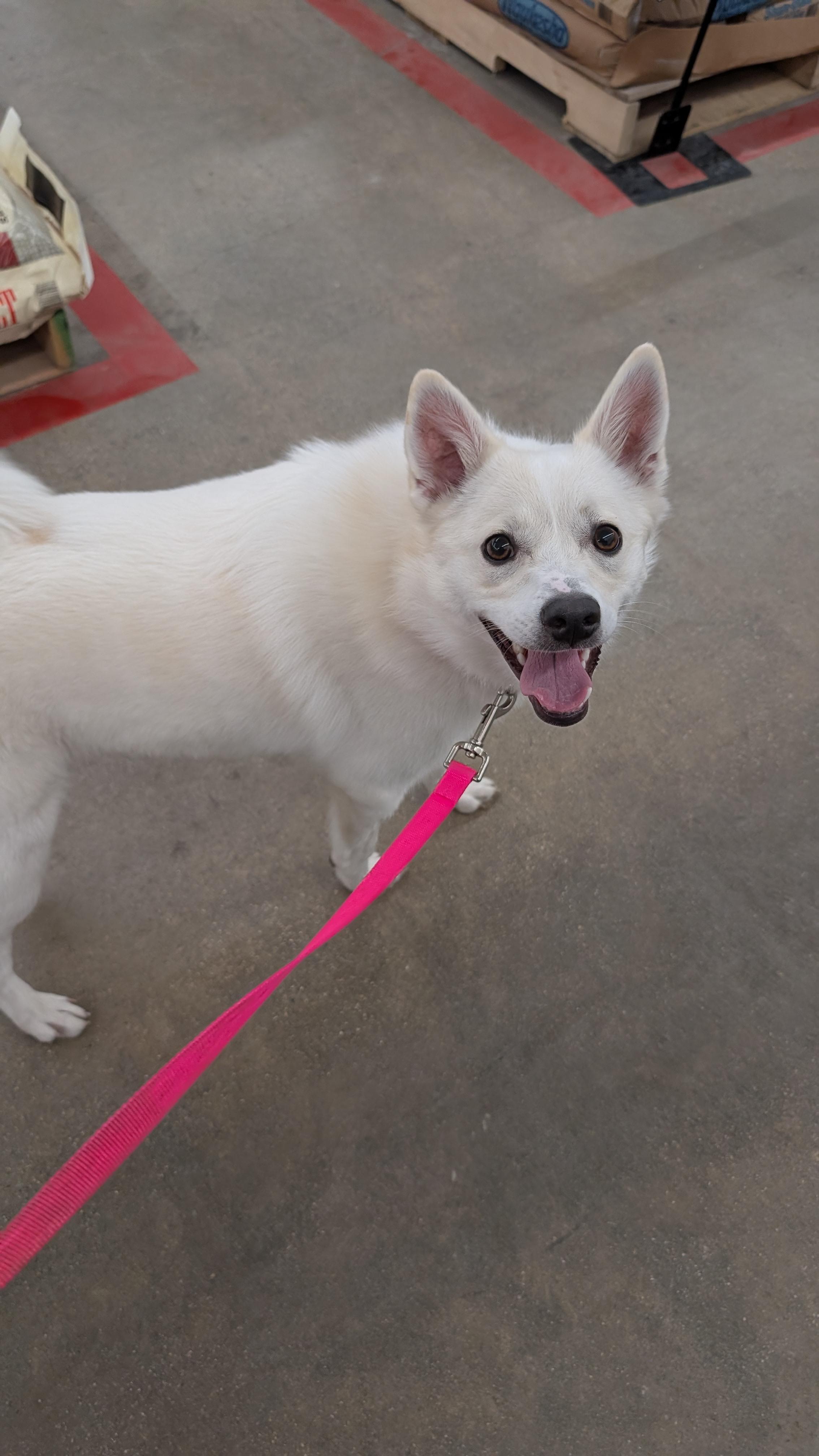 Peanut , adopted, Young Female American Eskimo Dog & Border Collie.