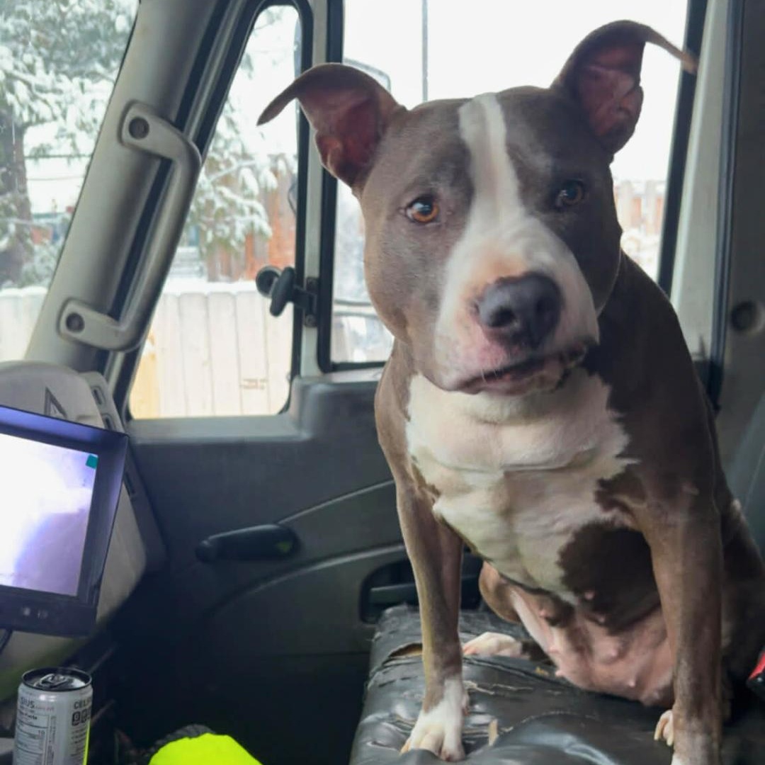 Enlarge Fazo, an adopted Mixed Breed in Portland, ME image 3/6