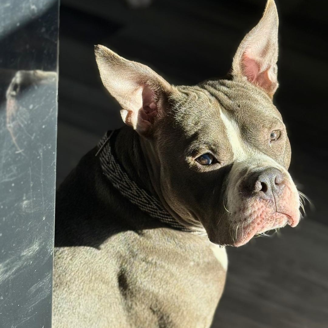 Enlarge Fazo, an adopted Mixed Breed in Portland, ME image 4/6