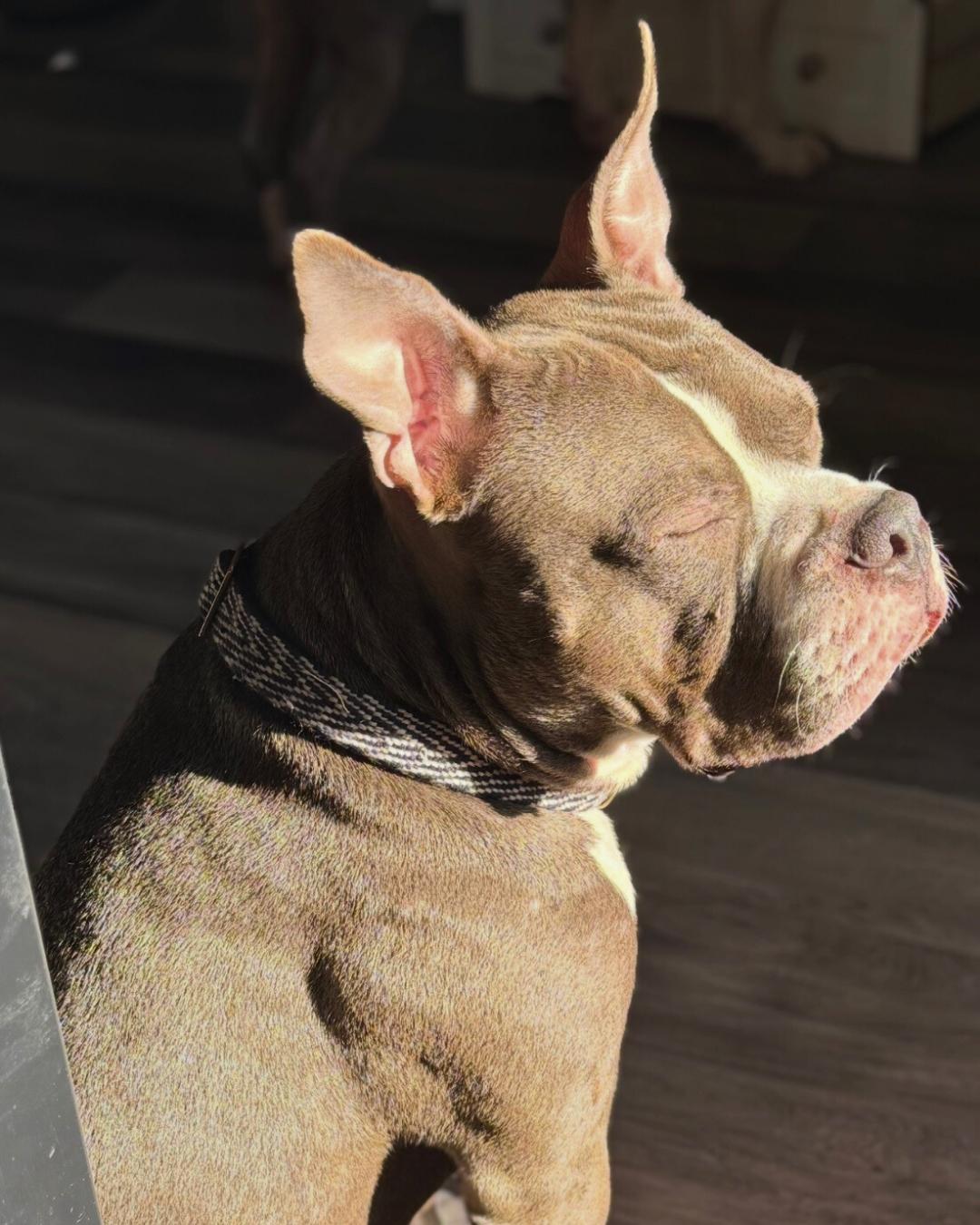 Enlarge Fazo, an adopted Mixed Breed in Portland, ME image 6/6