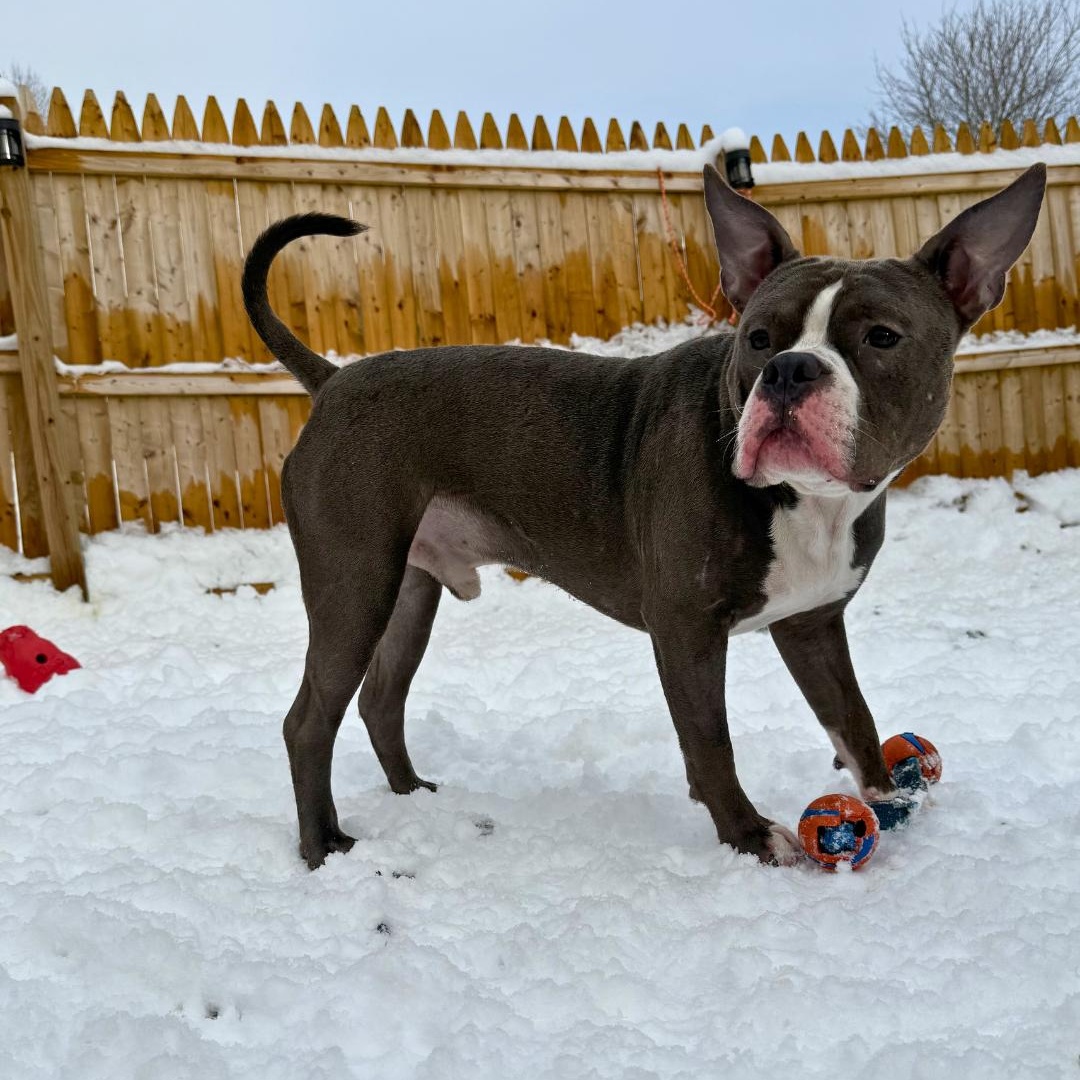 Enlarge Fazo, an adopted Mixed Breed in Portland, ME image 5/6