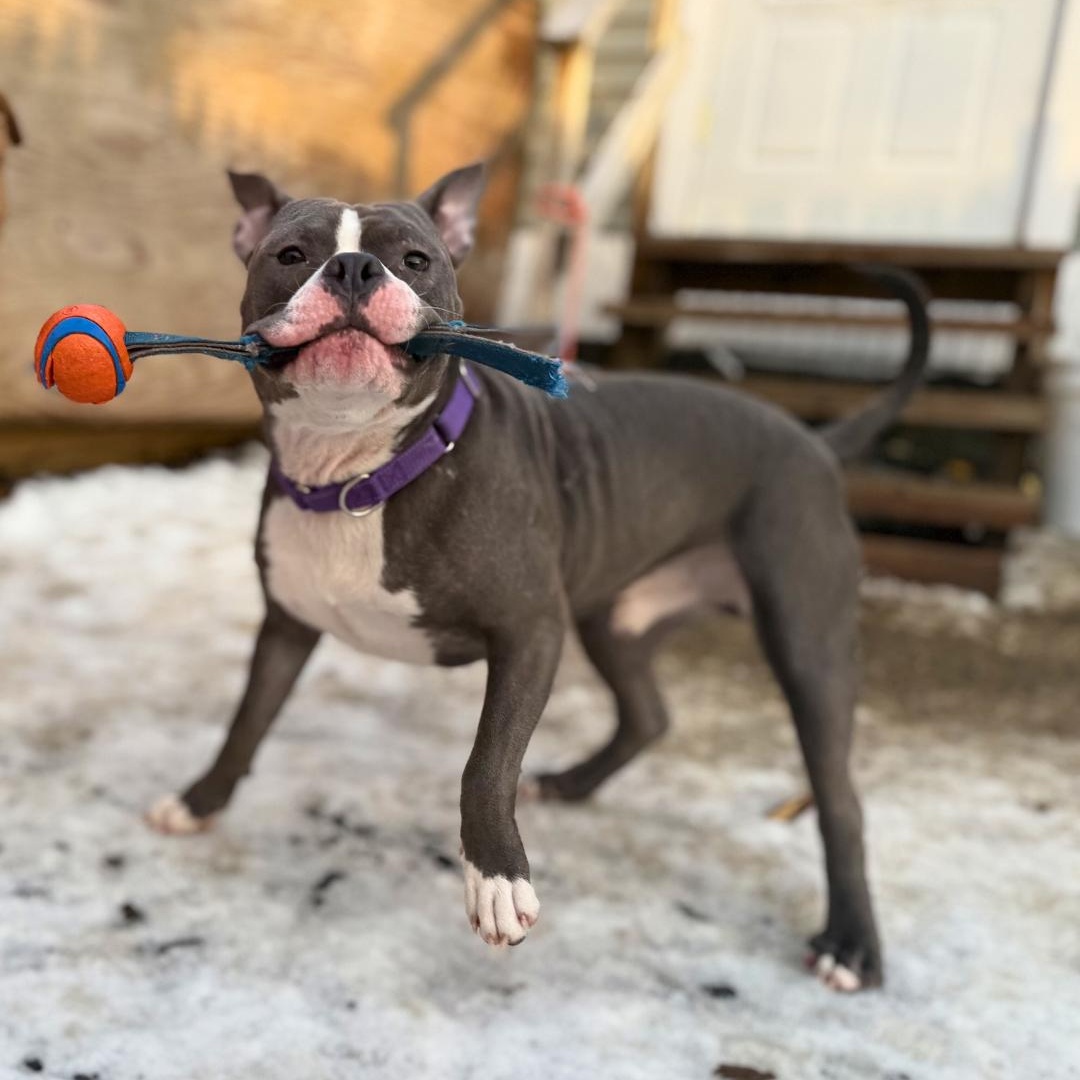 Enlarge Fazo, an adopted Mixed Breed in Portland, ME image 1/6