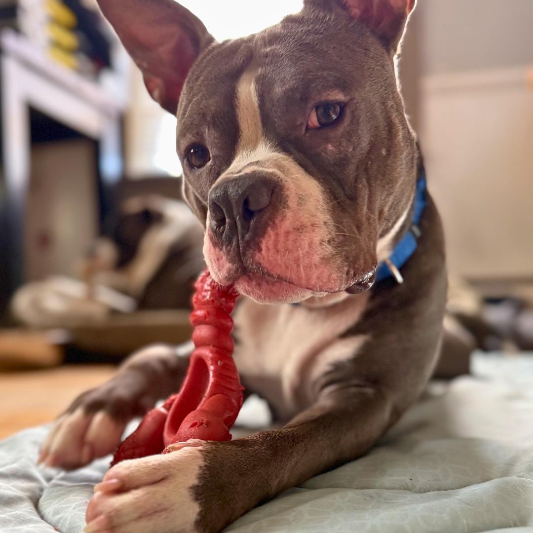 Enlarge Fazo, an adopted Mixed Breed in Portland, ME image 2/6