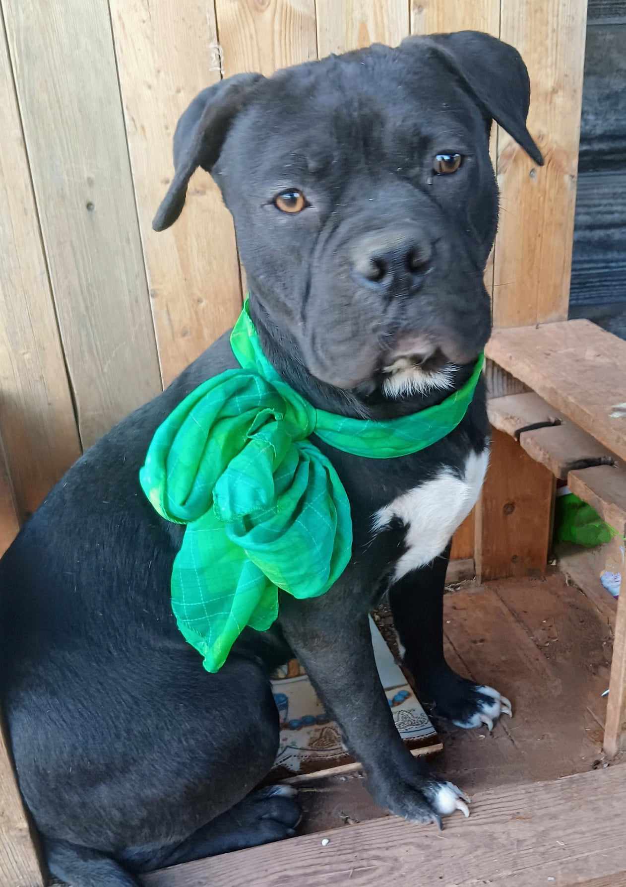 Italian Mastiff Cane Corso Bernese Mountain Dog Mix Longest Living