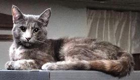 Enlarge Stella, a ADOPTABLE Domestic Short Hair in Lebanon, PA image 1/1