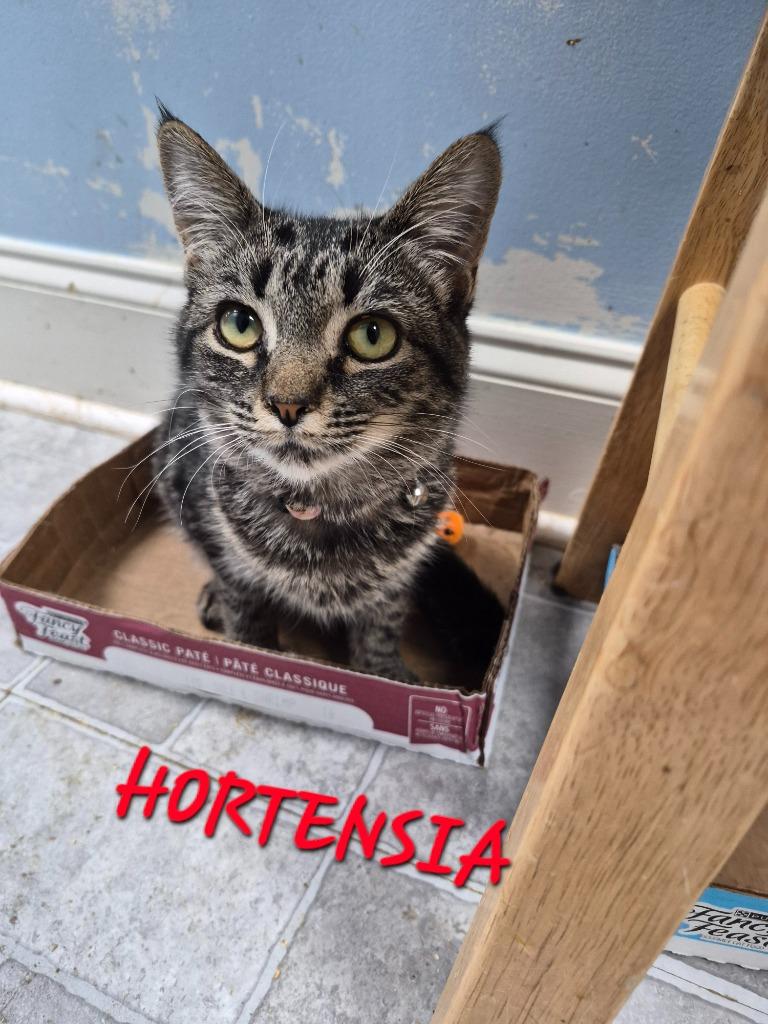 Hortensia, Adoptable, Young Female Domestic Short Hair.