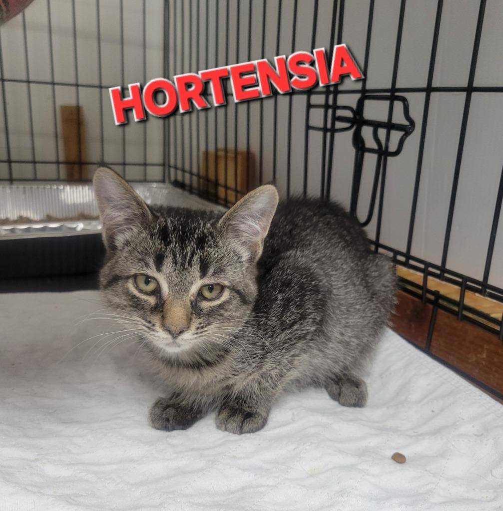 Enlarge Hortensia, a Adoptable mixed breed in Rome, GA image 2/2