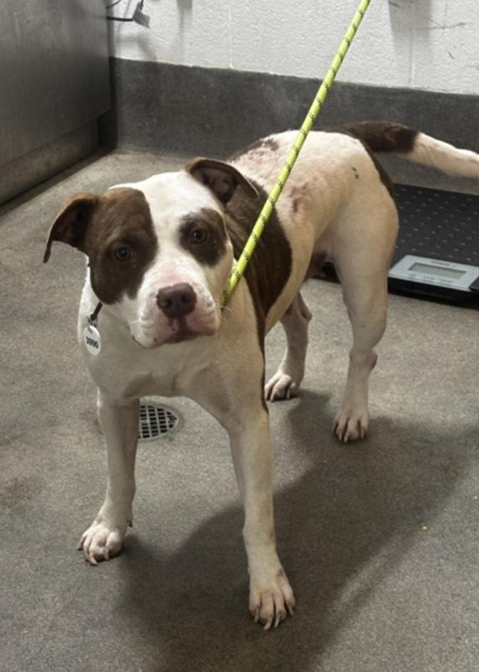 FOSTER URGENTLY NEEDED, Adoptable, Adult Female Pit Bull Terrier & American Staffordshire Terrier.