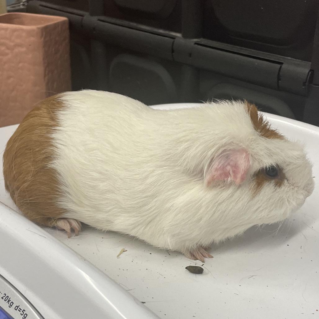Enlarge Feta, a Adoptable Guinea Pig in Henderson, NV image 1/1